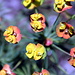 Blüte der Zypressenwolfsmilch recht farbenfroh