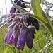 Onderweg zijn er vele mooie bloemen te zien