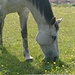 De paarden waren allemaal aan het genieten van het mooie weer