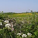 Overal stonden de weides in bloei