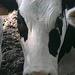 N°7926 is een mooie dame!