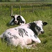 Supporters langs de weg...
