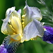 fantastische Zeichnung auf der Blüte der Sibirischen Schwertlilie
