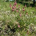  Saat-Esparsette (Onobrychis viciifolia) 