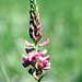 Eine Blütenrispe der  Saat-Esparsette (Onobrychis viciifolia)  aus der Nähe , danke [u mamiestho]