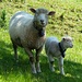 Schaf und Schöfli
