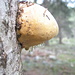 Il fungo visto come riserva d’acqua