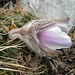 Anemone di primavera (Pulsatilla vernalis): per la quantità di peluria, se non fosse un fiore, potrebbe essere classificata come mammifero