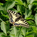 Gipfelbereich Ostrý - Neben anderen Schmetterlingen sind am Gipfel auch Schwalbenschwänze (Papilio machaon) anzutreffen.