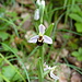 Eine "Fälschung" (richtiger Ort, falsches Datum): Aufnahme vom 23.06.2010 an der Strasse zur Fronalp auf ca. 700 m Höhe.<br />Es ist irgend eine Ragwurz-Art (Ophrys), kann sie jemand genau bestimmen?