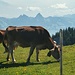 weidende Kühe auf der Beckenrieder Alp