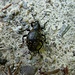 'Ameisenbärkäfer' auf dem Forstweg im unteren Teil