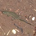 sind das Salamander, evt. Frösche oder sowas, leben momentan im Wasser