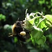 Eine fleißige Hummel mit dicken Pollenhöschen an den Beinen an einer Himbeerblüte. Das Foto ist das Ergebnis aus mindestens 100 Versuchen:-) So hektisch ist die Hummel.
