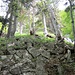 Fels und Gras