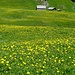 Die Alpweiden haben sich in ein Blumenmeer verwandelt: Alp Sämtis.