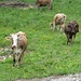 Mucche curiose