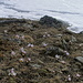 beim ersten schneefreien Flecken auf  2570m, blühen schöbe  Anemonen