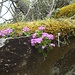 Bellissime fioriture lungo la stradina del Ritom