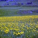 Kann mir jemand erklaeren warum ueberall auf ca. 1400m die Blumen (Lowenezahn) so dominant sind? unglaublich diese gelben Teppiche !!! Why so dominant? wonderful
