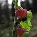 Waldameise auf einer Heidelbeerfrucht/-blüte