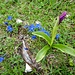 gelungene Kombination von Orchidee und Frühlingsenzianen
