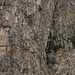 alcuni "ragni" in parete