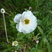 Eisenhutblättriger Hahnenfuss mit gefüllter Blüte