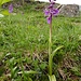 Stattliches Knabenkraut, eine unserer heimischen Orchideenarten