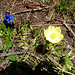 Enzian und Schwefel-Anemone