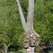 Der Baum scheint immer weniger gesund. Aufnahmen 2 und 7½ Jahre zuvor:<br /><a href="http://www.hikr.org/gallery/photo126649.html?post_id=13454#1"><img src="http://f.hikr.org/files/126649n.jpg" /></a>   <a href="http://www.hikr.org/gallery/photo51193.html?post_id=6752#1"><img src="http://f.hikr.org/files/51193n.jpg" /></a>