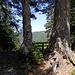 Auf dem Hochkopf, aber noch nicht auf dem Aussichtsturm (+0,5km)