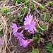 Primula integrifolia, Primulaceae.<br /><br />Primula a foglie intere.<br />Primèvere à feuilles entières.<br />Ganzblättrige Primel.