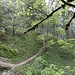 Regenwald am Königssteig