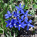 In den höheren Lagen blüht auch noch der Frühlings-Enzian (Gentiana verna)