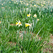 Die Aprilglocken (Narcissus pseudonarcissus) haben sich offensichtlich im Monat geirrt.... Grund: Am Petit Chasseral lag sehr lange Schnee.