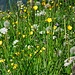 Blütenpracht Richtung Lombachalp