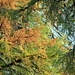 Different stages of the colors of a larch tree