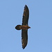 Bearded Vulture (Gypaetus barbatus, Bartgeier), you can actually see the beard. Impressive: almost 3 meters of wingspan