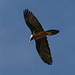 Bearded Vulture (Gypaetus barbatus, Bartgeier), you can actually see the beard