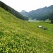 Blumenmeer auf der Alp Sämtis. Im Abstieg von der Alp Sigel zum Sämtisersee.