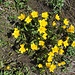 Bergfrühling