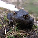 Ein von der Kälte unbeweglicher Frosch an einem Molchtümpel in den "Gruben" unterm Kienjoch. Vielleicht ist er gerade aus der Winterstarre erwacht?