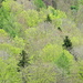 Frühlingswald am Schauenberg