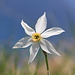 Langensee-Narzisse (Narcissus verbanensis)
