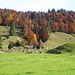 Herbstwald über den Matten von Balderschwang