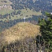 Gipfelkreuz des Girenkopf - durch dichtes Strauchwerk kaum erreichbar