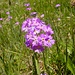 Viele schöne Mehlprimeln (Primula farinosa) schmücken die Wiesen