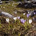 Frühlings-Krokus (Crocus albiflorus) bei der Seeben-Alp (oberhalb Grän)