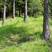auf schönem Waldsteig bergwärts